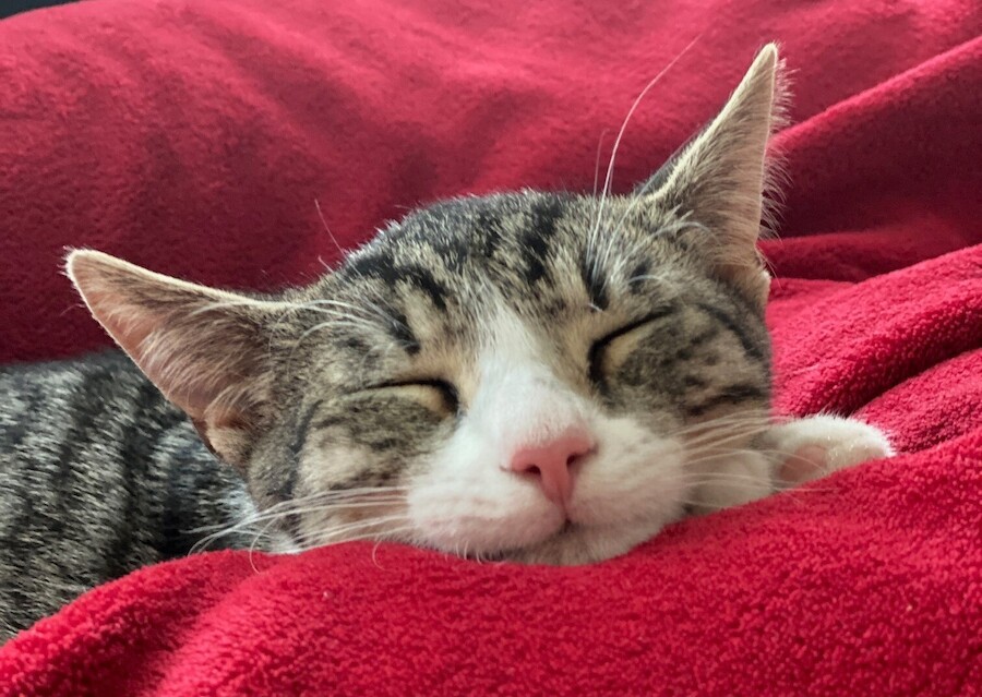 Tierhaltung